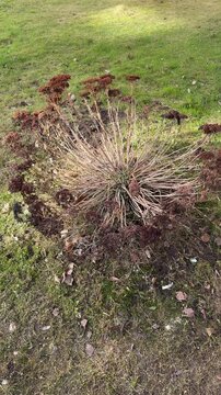 A brown Ochitok sedum shrub in the park, clusters of dried seeds illuminated by the mild spring sun on a grassy lawn by the sidewalk, close-up with texture