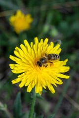 Honey bee covered with yellow pollen collecting nectar from dandelion flower. Environment ecology sustainability. Copy space © radebg