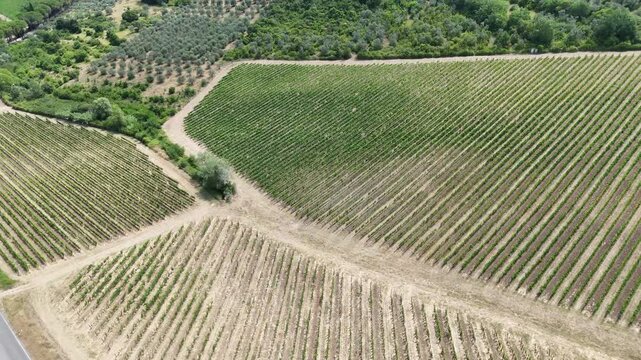 Aerial Tracking Shot over Geometric Vineyard Rows and Olive Groves in Chianti, Tuscany, Italy