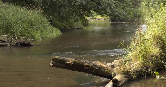 Rawka River in Puszcza Bolimowska - Bolimow Forest, Poland