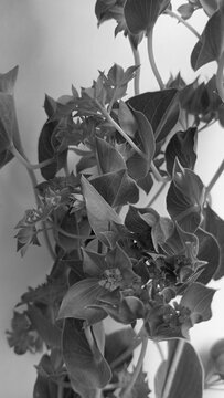 Black and white vertical photo with bupleurum flowers close up.