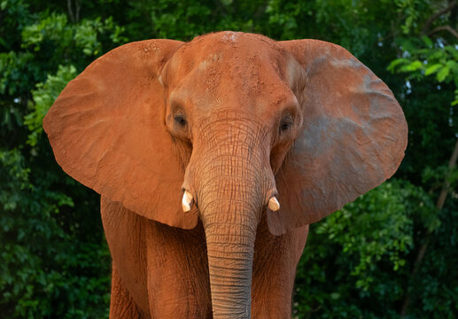 Front portrait of the African bush elephant showing the large flapping ears and long heavy trunk in the external outdoor section.