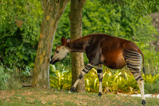 African okapi with a brown coat and white stripes on its legs stands on the green grass ground next to the large tree trunk.
