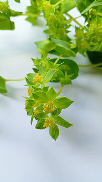 Green bupleurum flowers close up.
