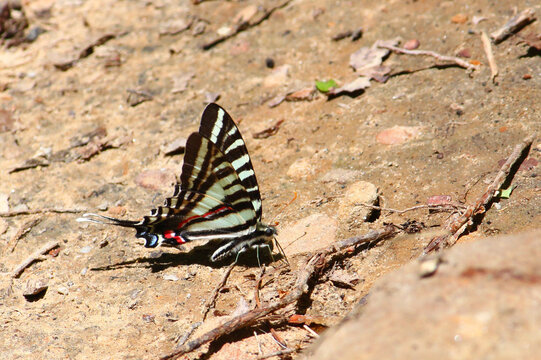 Zebra Swallowtail (Eurytides marcellus) in the southern United States