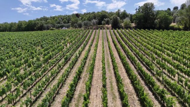 Wide Drone View of Vineyard Rows on a Tuscan Hillside in Chianti, Italy