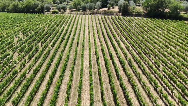 Low Aerial Flight Across Green Vineyard Rows in Chianti, Tuscany, Italy