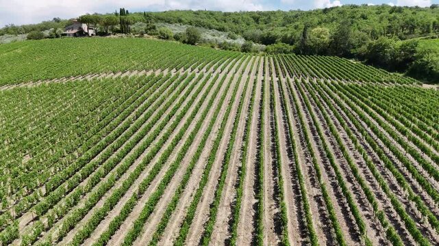 Low Aerial Flight over Curved Vineyard Rows in Chianti, Tuscany, Italy