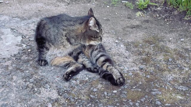A tabby cat with distinctive brown and black stripes lies on a gravel path with its front paws stretched out in front of it looking relaxed and calm with some grass visible in the background