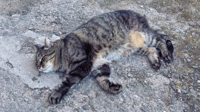 A tabby cat with distinctive brown and black stripes lies on a gravel path with its front paws stretched out in front of it looking relaxed and calm with some grass visible in the background
