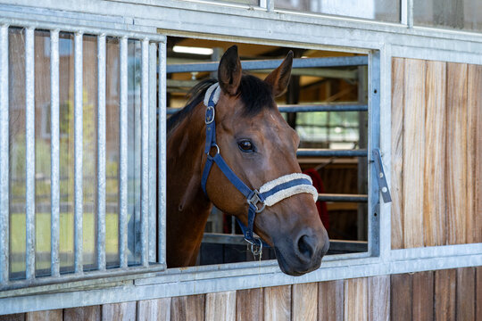 Brown horse peering out of stable stall gate