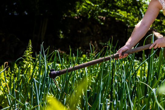 Human hands holding a garden hoe, working in a lush green vegetable patch