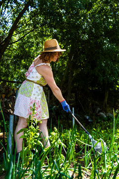 Woman gardening, raking organic vegetables in a sustainable home garden