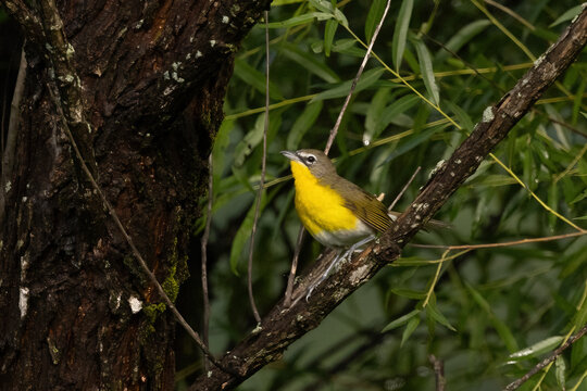 Yellow-breasted Chat Perched in Forest at Cades Cove Smoky Mountains Tennessee