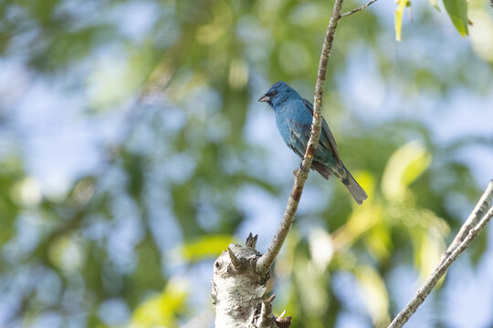 Male Indigo Bunting Perched on Branch in Cades Cove, Tennessee