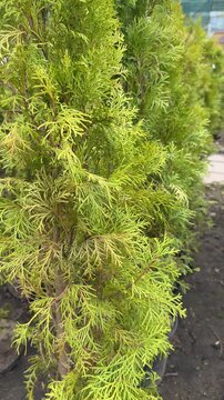 Small green thuja trees in pots, outdoor flower shop display under bright daylight, dark soil pathways between containers, neat