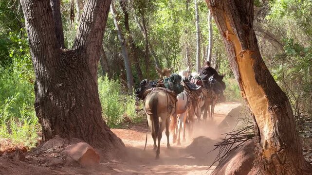 Pack Mules Carrying Supplies Along the Havasupai Hiking Trail