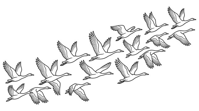 Migrating flock of wild geese flying in formation line.
