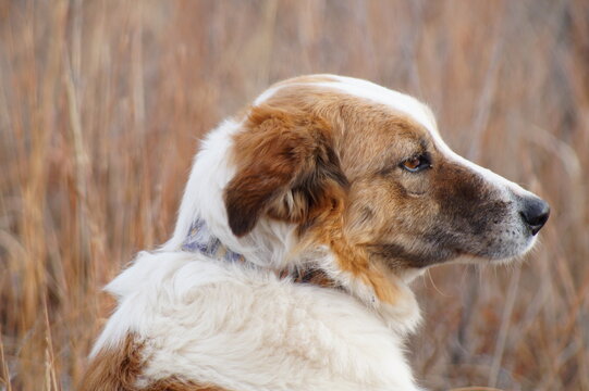 portrait of a dog Texas Heeler