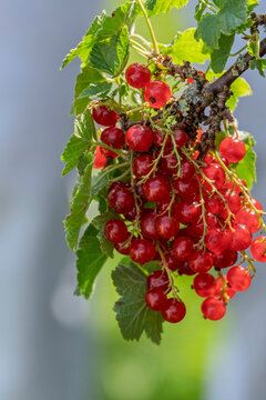 Johannisbeerstrauch (Ribes rubrum), mit Fr&uuml;chten