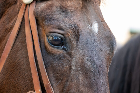 Closeup of brown horse eye with leather bridle and white star marking, reflective gaze and textured coat, equestrian portrait showing trust, sensitivity, riding heritage, calm mood quiet strength
