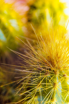  Espinas de cactus doradas macro primer plano con detalle retroiluminado. Espinas de cactus retroiluminadas que brillan doradas. Sugiere naturaleza, resiliencia y delicados detalles bot&aacute;nicos.