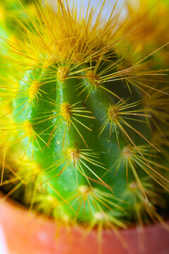  Espinas de cactus doradas macro primer plano con detalle retroiluminado. Espinas de cactus retroiluminadas que brillan doradas. Sugiere naturaleza, resiliencia y delicados detalles bot&aacute;nicos.