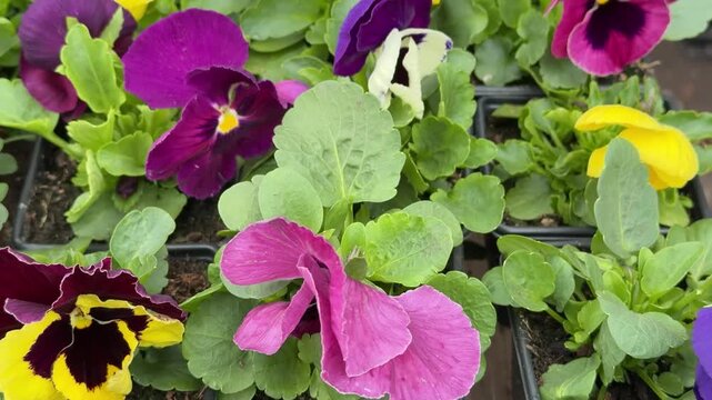 Colorful viola potted flowers outdoors close-up, nursery tray brimming with purple and yellow pansies shimmering with morning dew