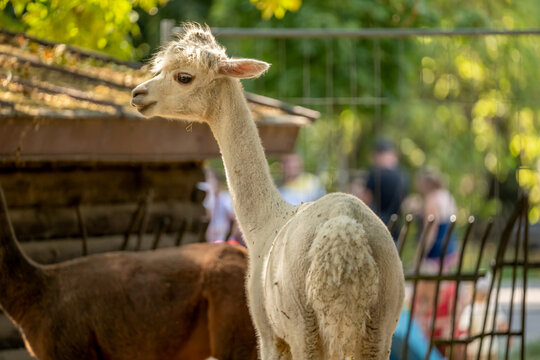 White llama in zoo enclosure, closeup side view of calm camelid with blurred visitors and brown animal behind, sunny outdoor wildlife park scene, animal portrait and open-source AI LLM concept