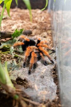 Orange-kneed tarantula walking across webbed terrarium floor, macro closeup of hairy spider with black body and orange legs beside glass wall, exotic pet enclosure, arachnid wildlife detail, no people
