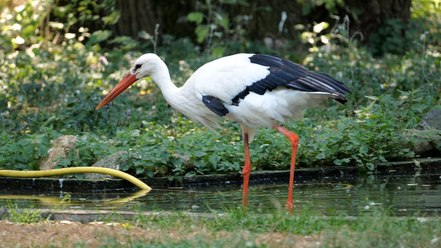 White stork walking through shallow pond with red beak and legs, side view of European bird among green vegetation, motion blur wildlife scene in Poland, wetland habitat, migration, bird conservation