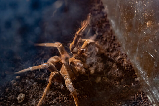 Brown spider in defensive posture inside terrarium, extreme closeup of arachnid raising front legs on dark soil, aggressive warning pose, danger, protection, fear and arachnophobia concept, no people