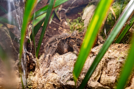 Camouflaged tarantula hiding among plants and bark inside naturalistic terrarium, closeup of well concealed hairy spider in habitat, camouflage, predator and hidden danger concept, no people