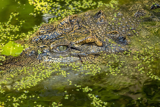 Crocodile eye and scaly head camouflaged under green duckweed water, extreme closeup of half submerged reptile predator lurking at surface, wildlife ambush, danger and hidden hunter concept, no people
