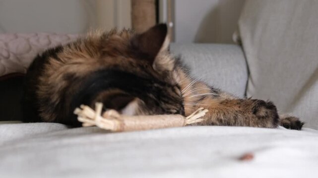 Relaxed Tabby Cat Reaching on Sofa with Catnip Toy Nearby