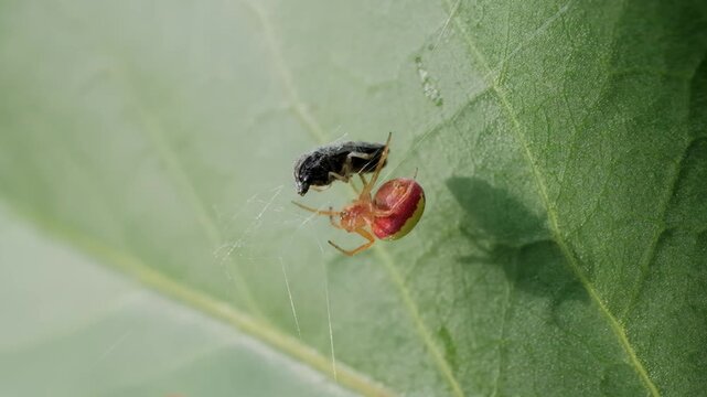 Orange and Red Goldenrod Crab Spider with Prey Macro Video