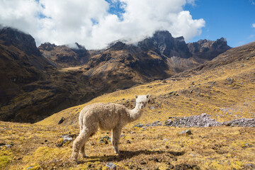 Fototapeta premium Alpaca