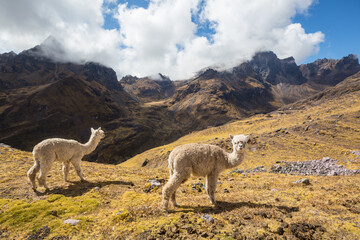 Fototapeta premium Alpaca