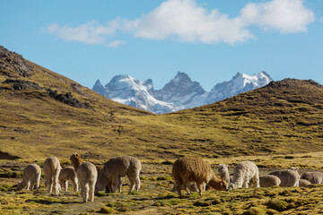 Fototapeta premium Alpaca