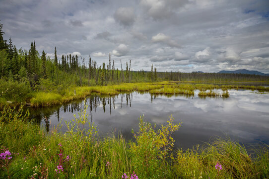 Lake in tundra