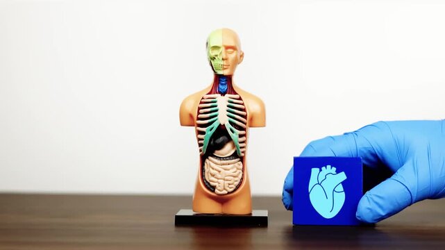 The doctor's hand displays a cube with a heart icon next to an anatomical model. Cardiovascular disease awareness and prevention, myocardial health, and blood pressure control. Isolated. Slow motion.
