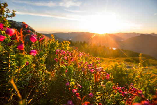 Sunny meadow