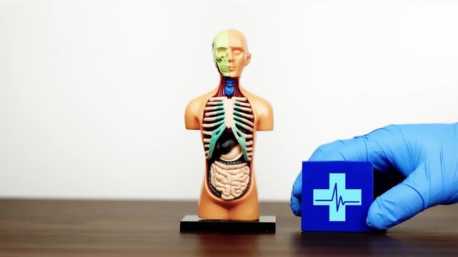 The doctor's hand displays a cube with a health cross icon next to an anatomical model. Concept of medical care, general well-being, and health services. Isolated. Slow motion.
