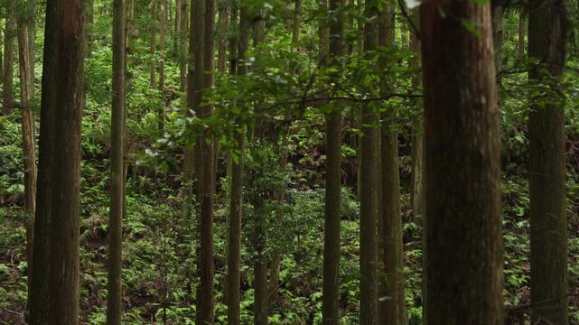 World Heritage Kumano Kodo Nakahechi Route: From Fushiogami-oji Shrine Site to Kumano Hongu Taisha, Tanabe, Wakayama, Japan　世界遺産・熊野古道中辺路「伏拝王子跡から熊野本宮大社へ」和歌山県田辺市