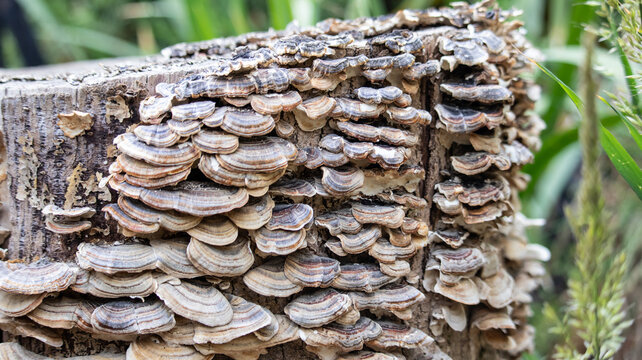 Dense Turkey Tail Fungus Growing on Decaying Tree Stump. A wide environmental macro photograph of a dead tree log stump completely covered in clusters of wild Turkey Tail mushrooms (Trametes versicol