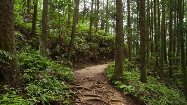 World Heritage Kumano Kodo Nakahechi Route: From Fushiogami-oji Shrine Site to Kumano Hongu Taisha, Tanabe, Wakayama, Japan　世界遺産・熊野古道中辺路「伏拝王子跡から熊野本宮大社へ」和歌山県田辺市