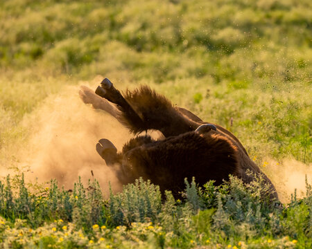 Bison, Buffalo, cow, Bull, brown, ungulate, mammal, large, horns, west, western, nature, wildlife, wilderness, plains, native American, Oklahoma, herd, fur, dangerous, rut, fighting, Beefalo, west, 