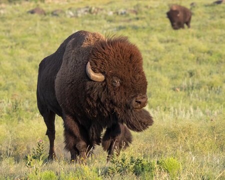Bison, Buffalo, cow, Bull, brown, ungulate, mammal, large, horns, west, western, nature, wildlife, wilderness, plains, native American, Oklahoma, herd, fur, dangerous, rut, fighting, Beefalo, west, 