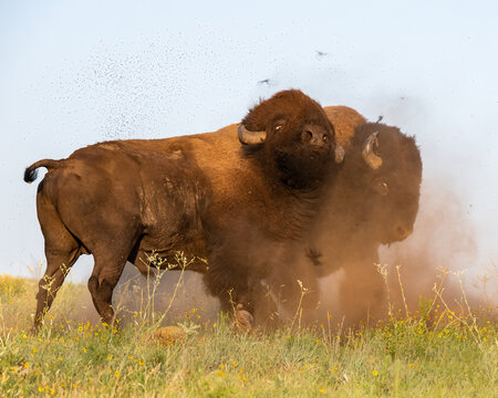 Bison, Buffalo, cow, Bull, brown, ungulate, mammal, large, horns, west, western, nature, wildlife, wilderness, plains, native American, Oklahoma, herd, fur, dangerous, rut, fighting, Beefalo, west, Ok