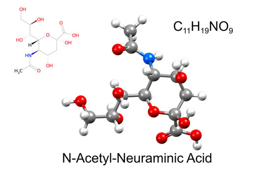 Structure of N-Acetyl-Neuraminic Acid, a receptor of the influenza virus. Chemical formula, structural formula, and 3D ball-and-stick model